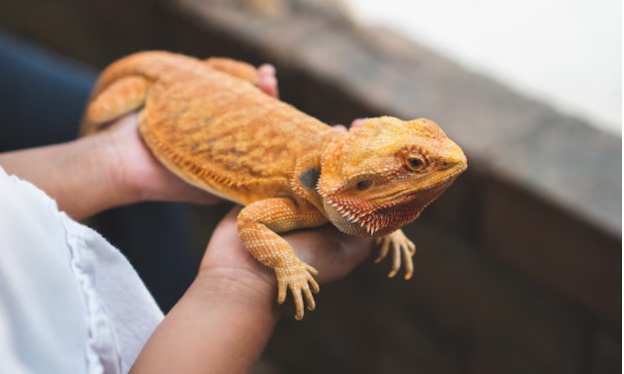 How Iguana Removal Services Can Help Homeowners Get Rid of Unwanted Iguanas Safely